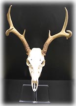 European mount Clear Base