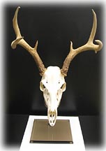 European Mount Smoked Base